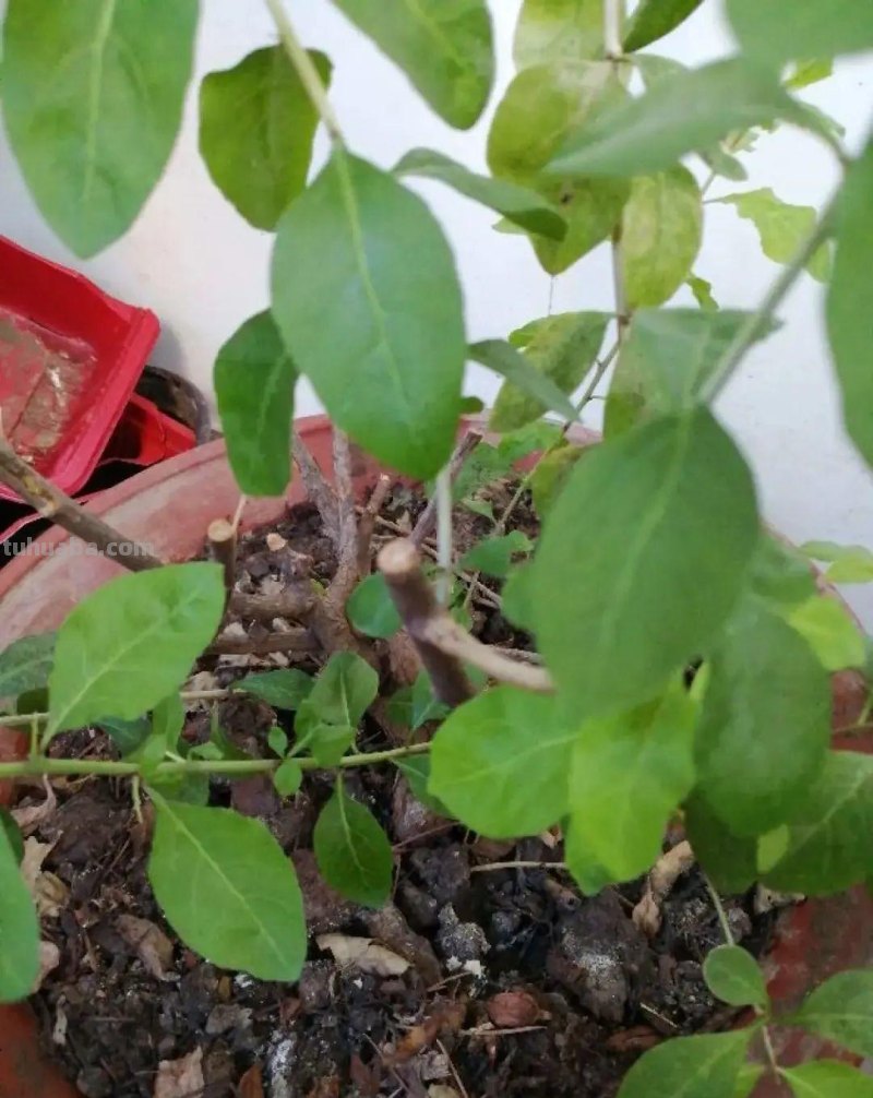 6种果树，最适合在家里养，一次结果20斤