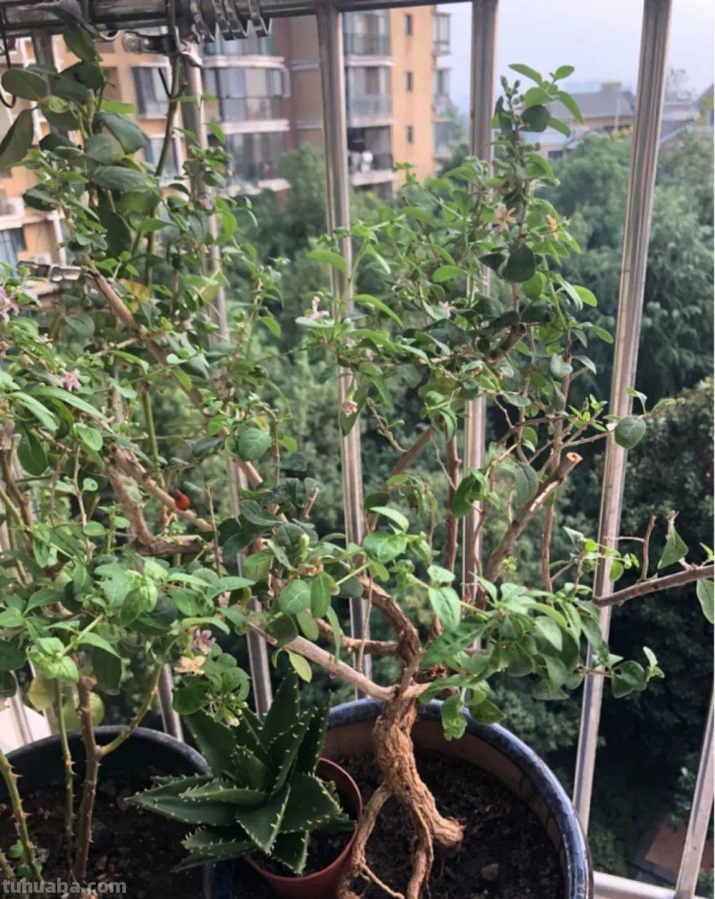 6种果树，最适合在家里养，一次结果20斤