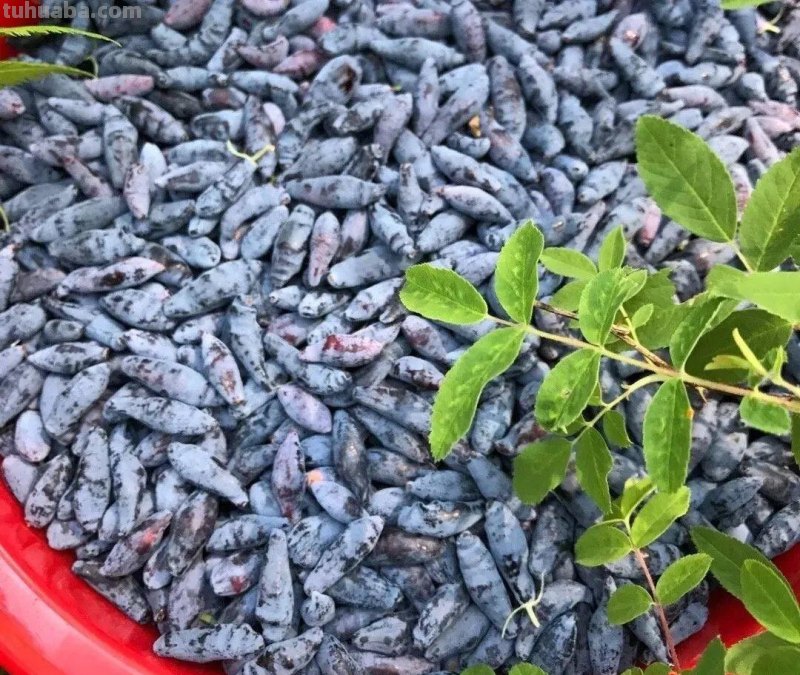 6种果树，最适合在家里养，一次结果20斤