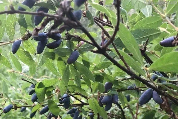 6种果树，最适合在家里养，一次结果20斤