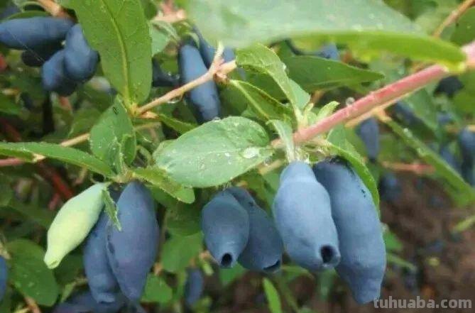 6种果树，最适合在家里养，一次结果20斤