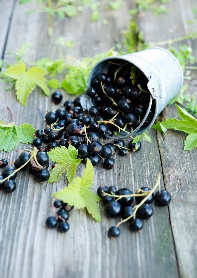 6种果树，最适合在家里养，一次结果20斤