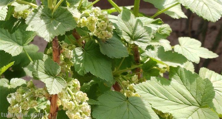 6种果树，最适合在家里养，一次结果20斤