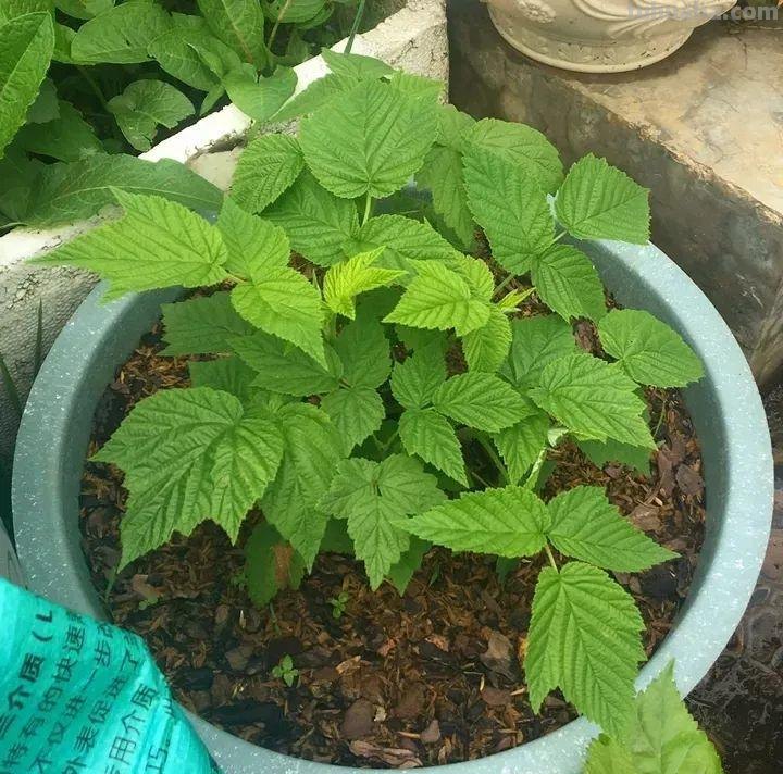 6种果树，最适合在家里养，一次结果20斤