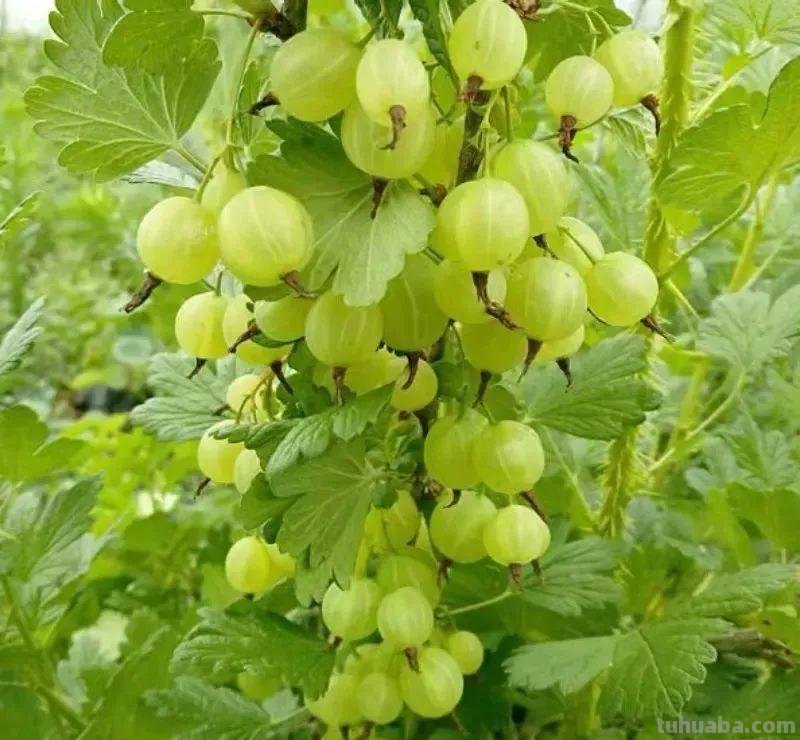 6种果树，最适合在家里养，一次结果20斤