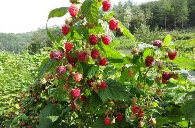 6种果树，最适合在家里养，一次结果20斤