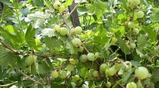 6种果树，最适合在家里养，一次结果20斤