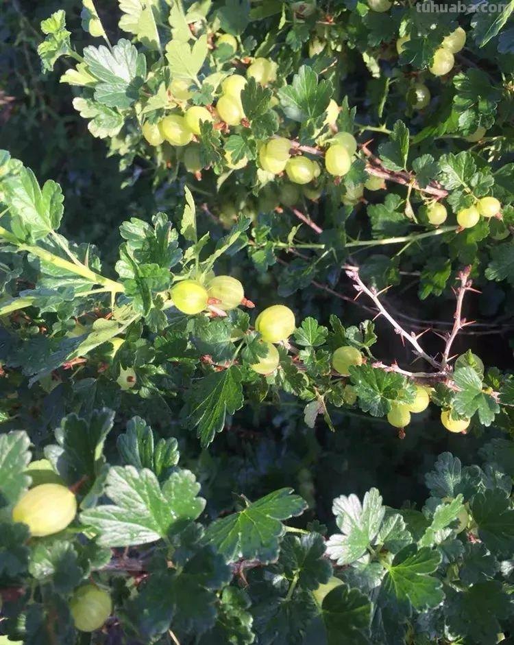 6种果树，最适合在家里养，一次结果20斤