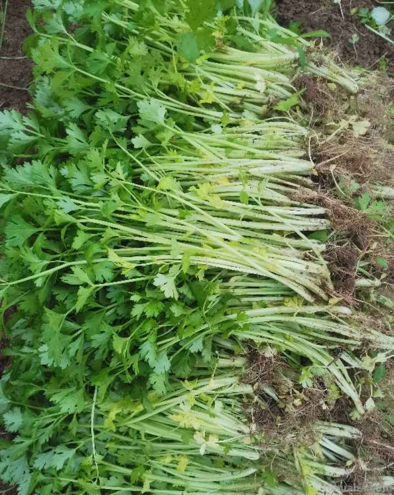 天气一凉，吃这6种蔬果特养人，关键是在家也能种