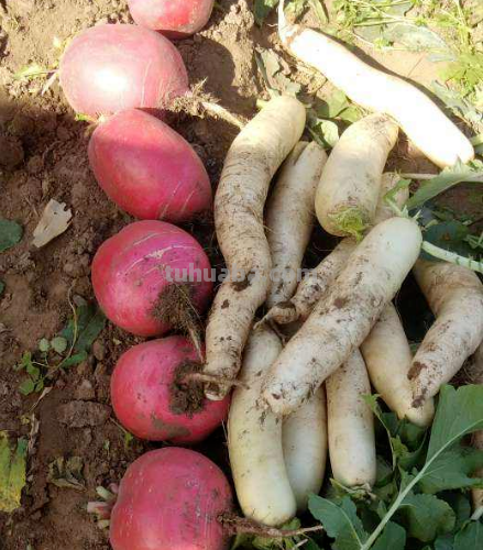 天气一凉，吃这6种蔬果特养人，关键是在家也能种