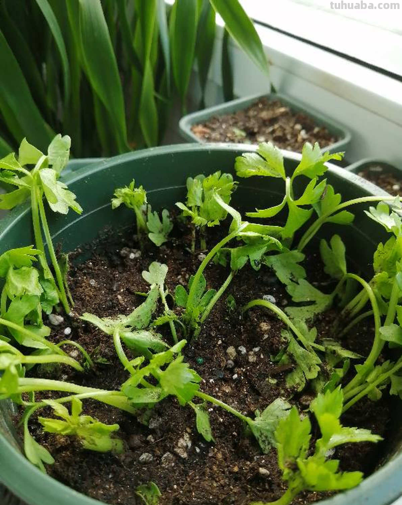 天气一凉，吃这6种蔬果特养人，关键是在家也能种