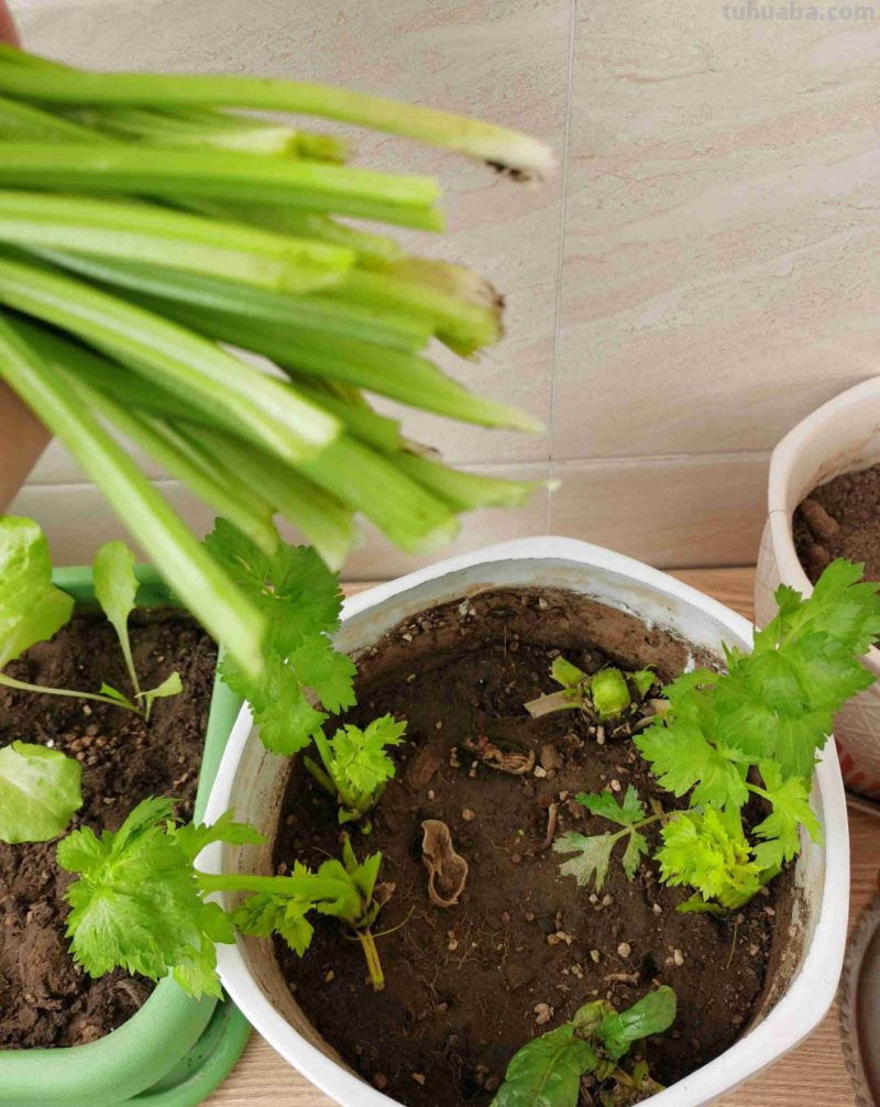 天气一凉，吃这6种蔬果特养人，关键是在家也能种