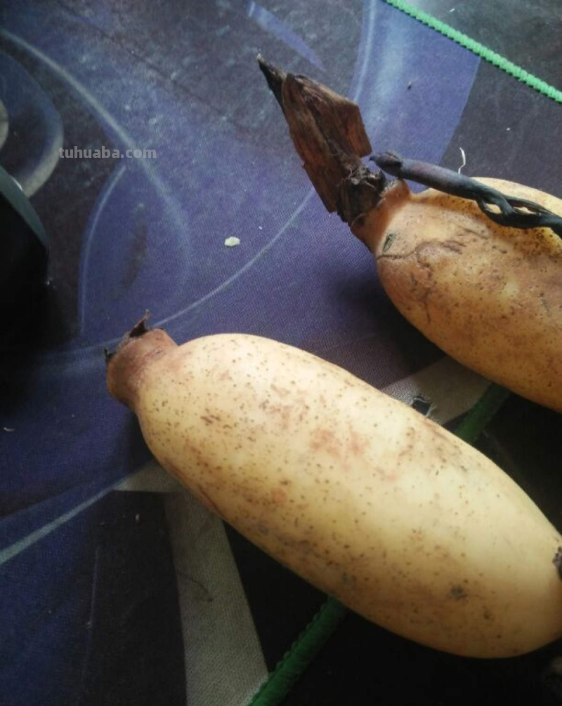 天气一凉，吃这6种蔬果特养人，关键是在家也能种