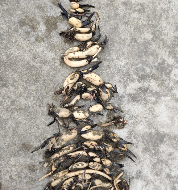 天气一凉，吃这6种蔬果特养人，关键是在家也能种