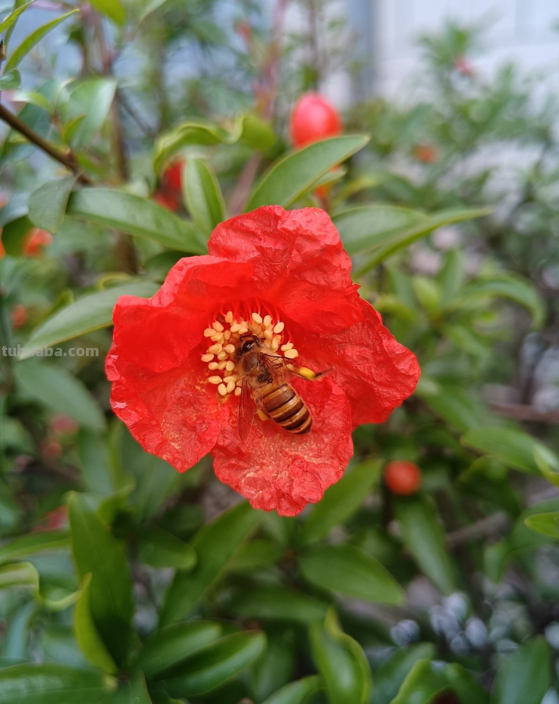 天气一凉，吃这6种蔬果特养人，关键是在家也能种