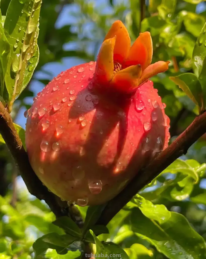 天气一凉，吃这6种蔬果特养人，关键是在家也能种