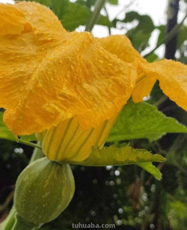 天气一凉，吃这6种蔬果特养人，关键是在家也能种