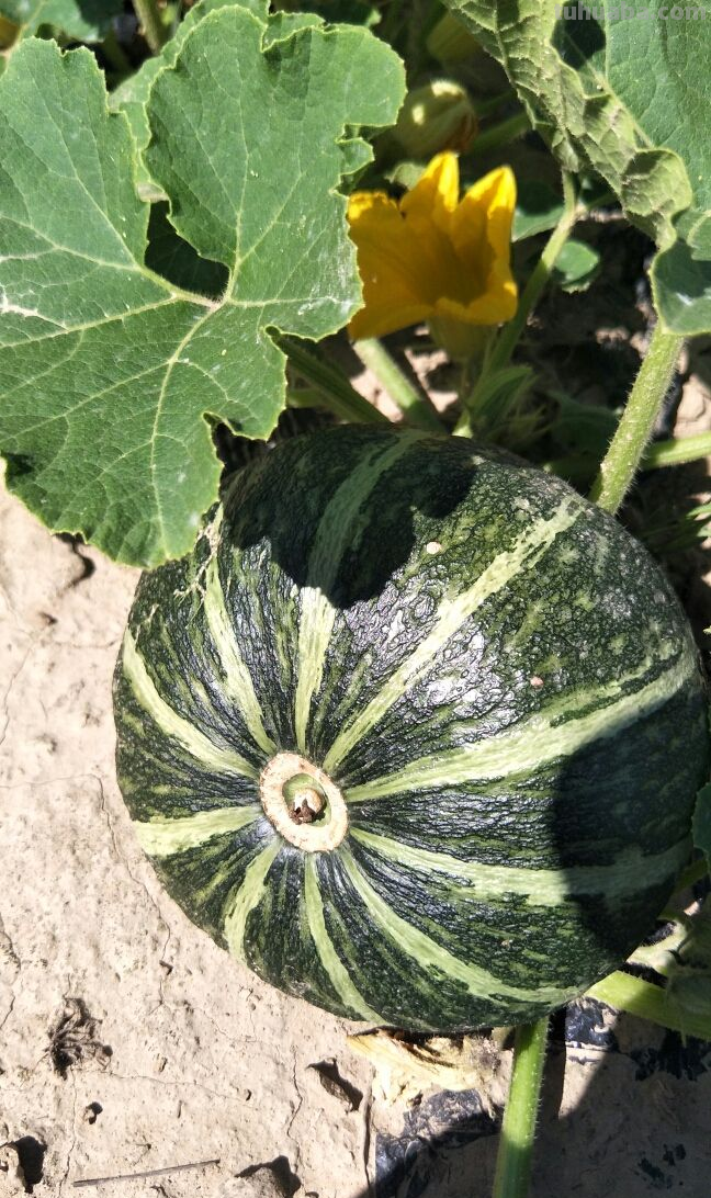 天气一凉，吃这6种蔬果特养人，关键是在家也能种