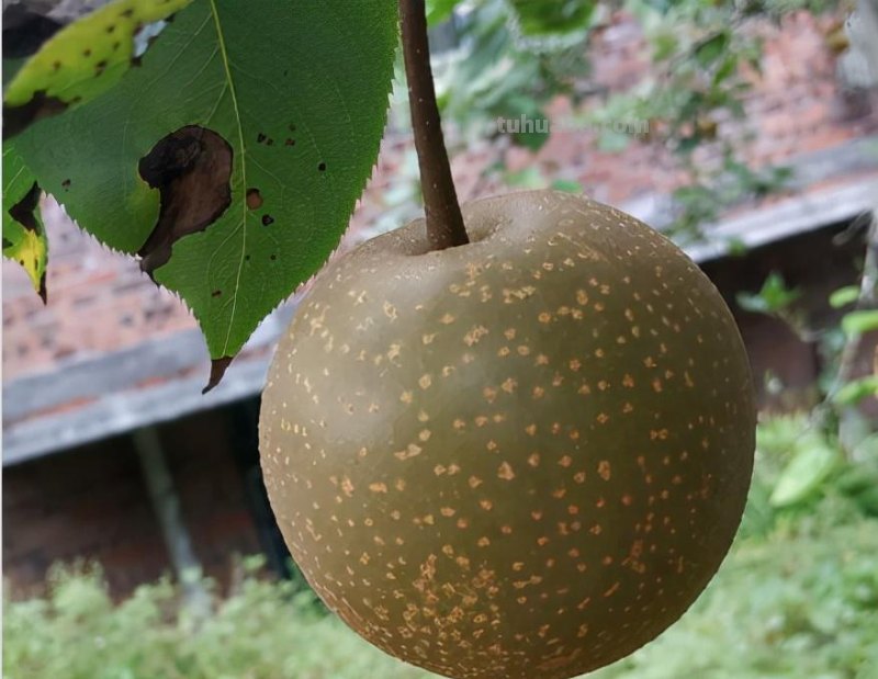 天气一凉，吃这6种蔬果特养人，关键是在家也能种