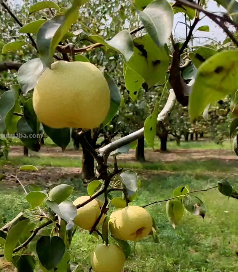 天气一凉，吃这6种蔬果特养人，关键是在家也能种