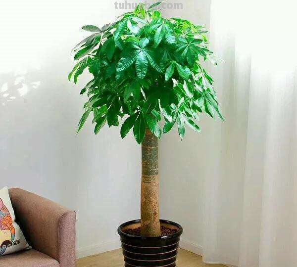 发财树不会养，几个小技巧养出枝繁叶茂，耐看寓意好