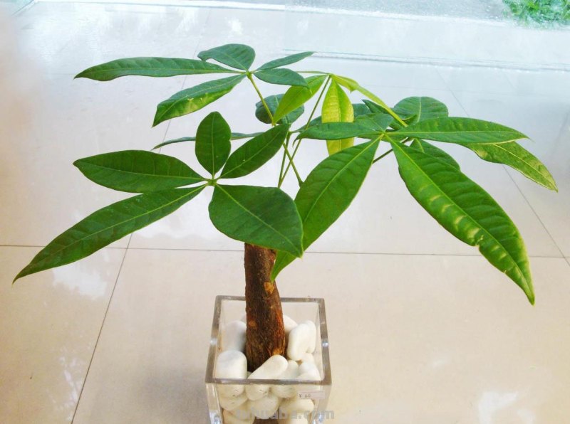 发财树不会养，几个小技巧养出枝繁叶茂，耐看寓意好