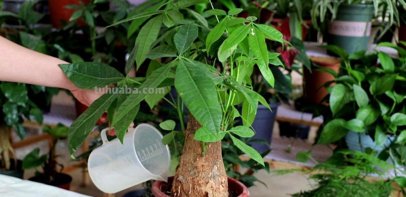 发财树不会养，几个小技巧养出枝繁叶茂，耐看寓意好