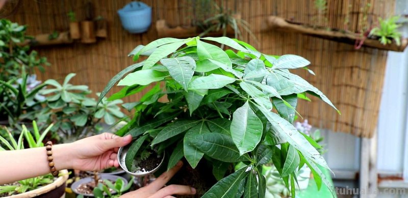 发财树不会养，几个小技巧养出枝繁叶茂，耐看寓意好