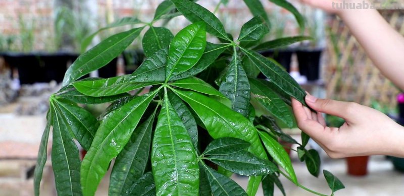 发财树不会养，几个小技巧养出枝繁叶茂，耐看寓意好