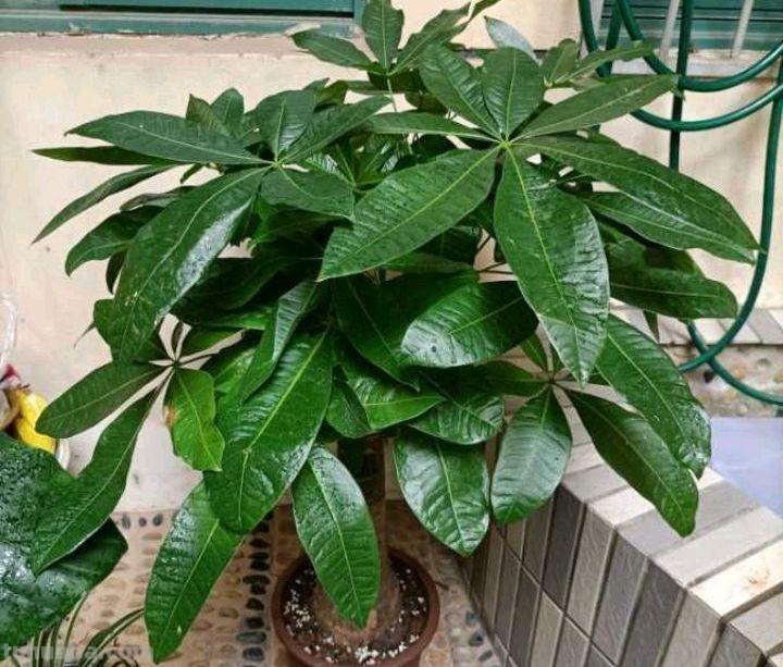 怎样养好发财树盆栽？注意3个小问题，年年翠绿鲜活，叶子多