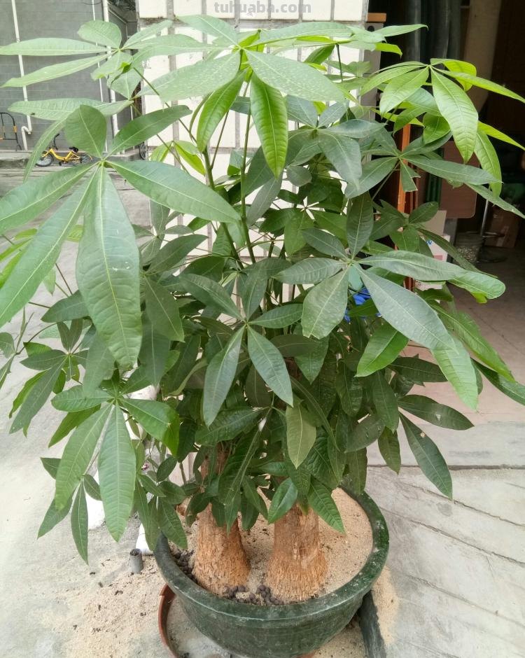 怎样养好发财树盆栽？注意3个小问题，年年翠绿鲜活，叶子多