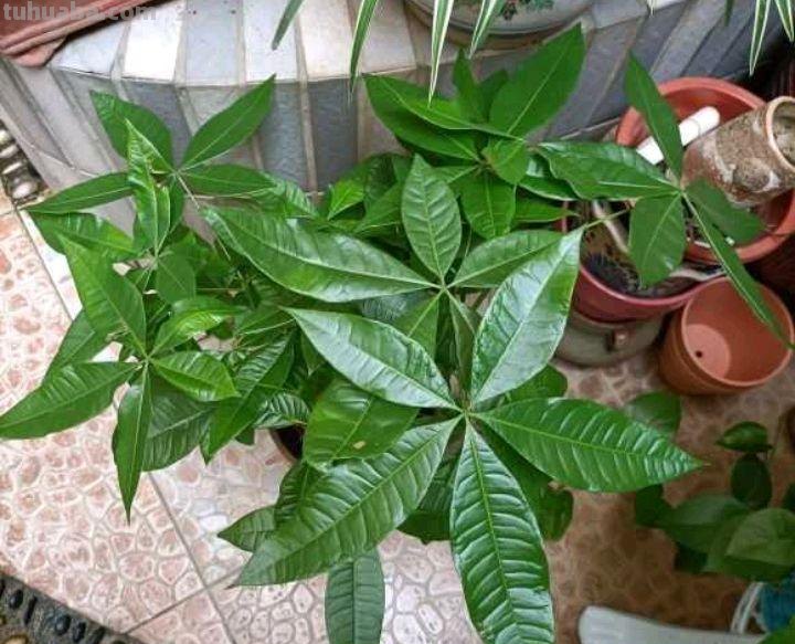 怎样养好发财树盆栽？注意3个小问题，年年翠绿鲜活，叶子多