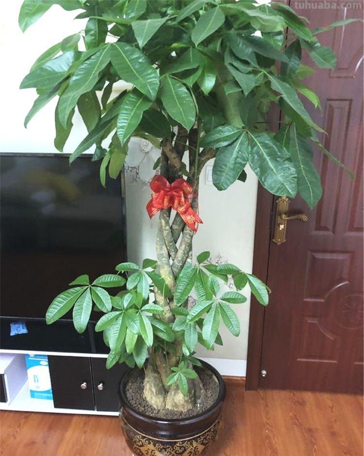 怎样养好发财树盆栽？注意3个小问题，年年翠绿鲜活，叶子多
