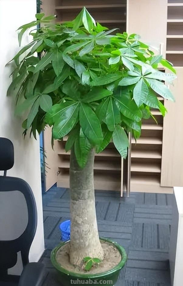 我就想问问，发财树到底怎么养？