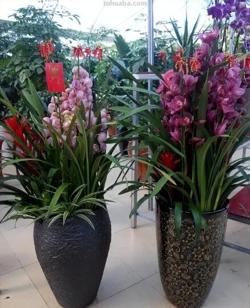 我就想问问，发财树到底怎么养？