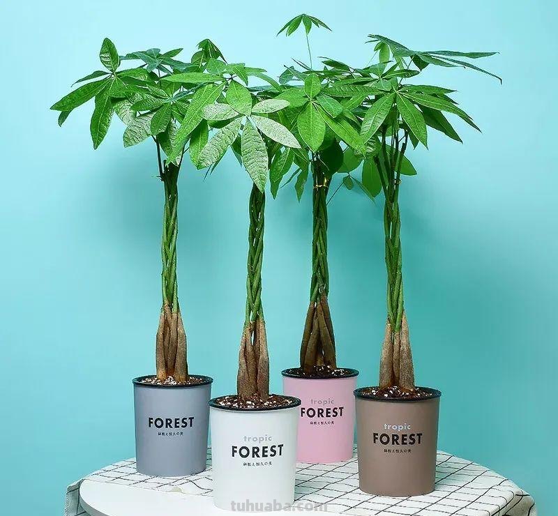 家里养发财树，这5点要做好了，叶子绿油油的，财源滚滚来