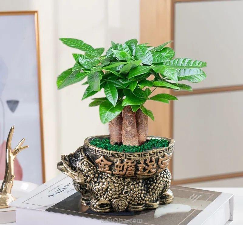 家里养发财树，这5点要做好了，叶子绿油油的，财源滚滚来