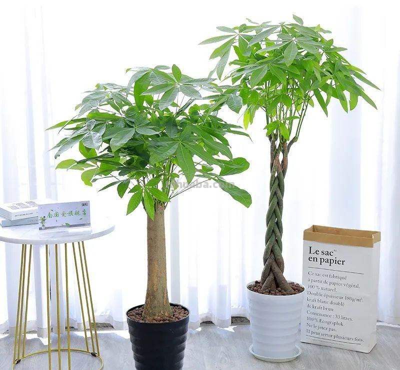 家里养发财树，这5点要做好了，叶子绿油油的，财源滚滚来