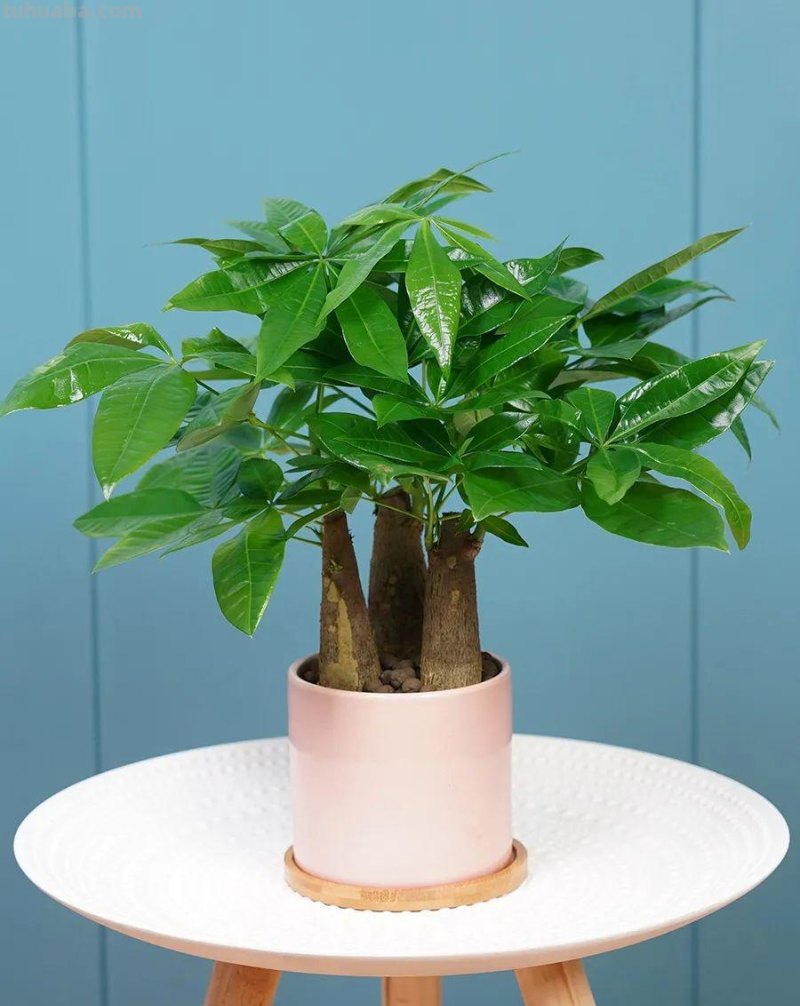 家里养发财树，这5点要做好了，叶子绿油油的，财源滚滚来