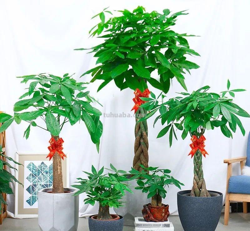 家里养发财树，这5点要做好了，叶子绿油油的，财源滚滚来