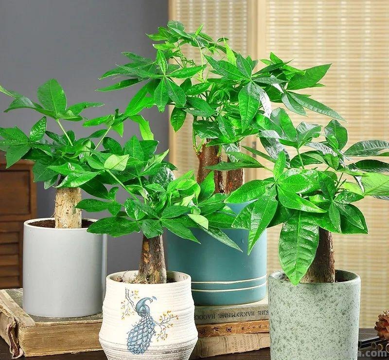家里养发财树，这5点要做好了，叶子绿油油的，财源滚滚来