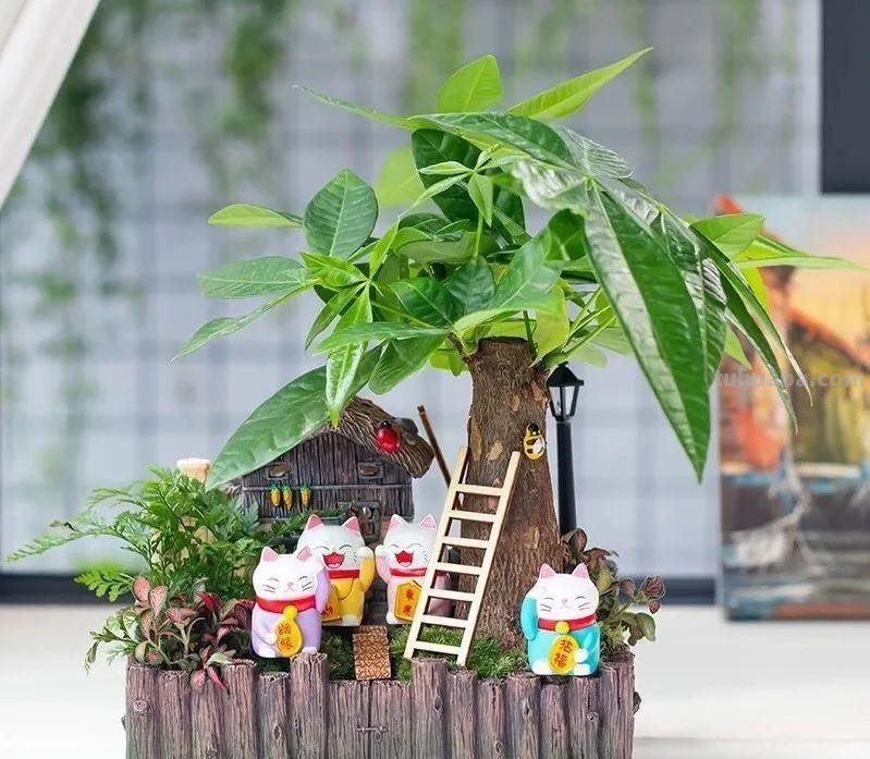 家里养发财树，这5点要做好了，叶子绿油油的，财源滚滚来