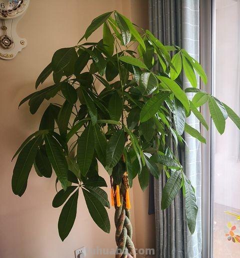 不会养发财树？往这看，小花匠用此方法养得枝繁叶茂，不愁养不好