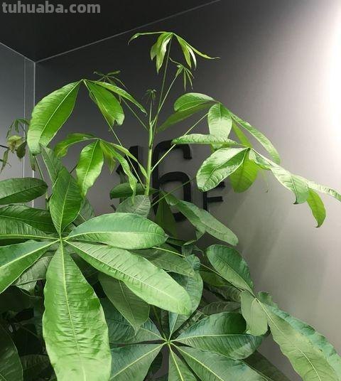 不会养发财树？往这看，小花匠用此方法养得枝繁叶茂，不愁养不好