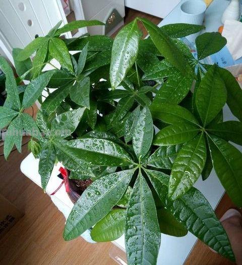 不会养发财树？往这看，小花匠用此方法养得枝繁叶茂，不愁养不好