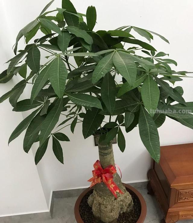 不会养发财树？往这看，小花匠用此方法养得枝繁叶茂，不愁养不好