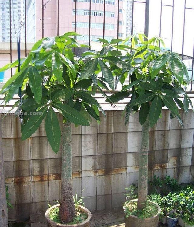 不会养发财树？往这看，小花匠用此方法养得枝繁叶茂，不愁养不好