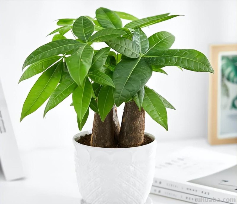 养发财树，记住“6要点”，天天翠绿茂盛、芽点多长势好