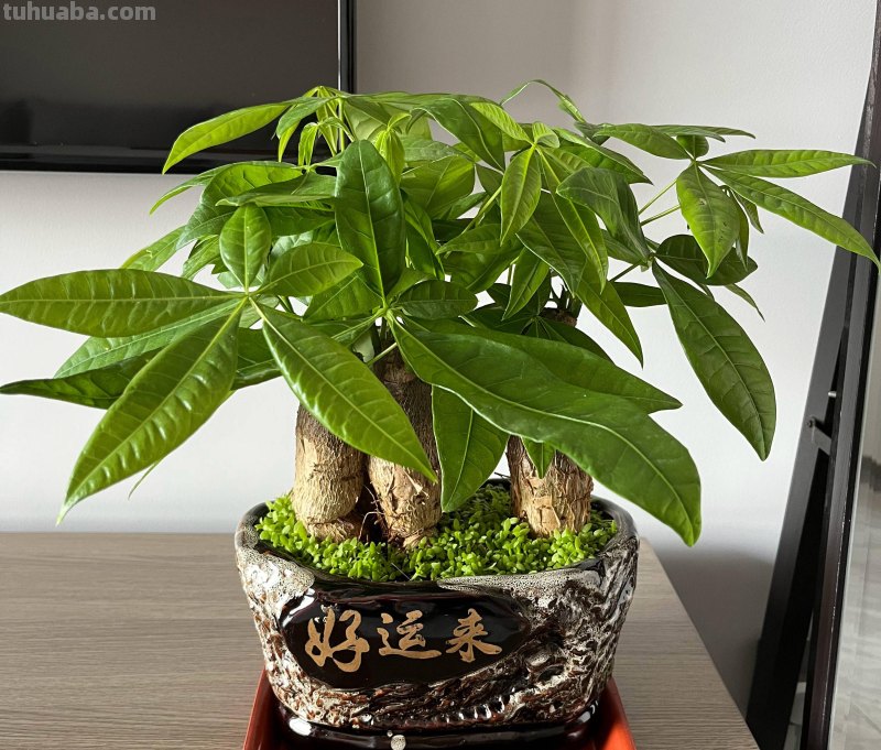 养发财树，记住“6要点”，天天翠绿茂盛、芽点多长势好