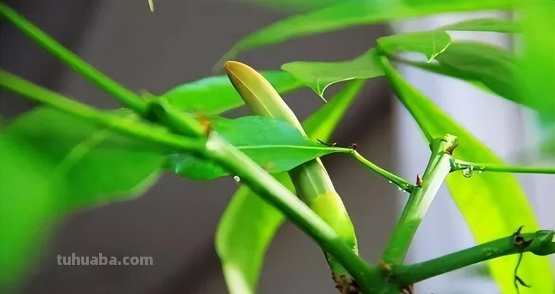 养发财树，记住“6要点”，天天翠绿茂盛、芽点多长势好